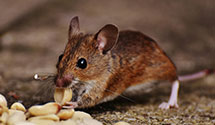 24 Hour & Emergency Exterminators in Cleveland, VA